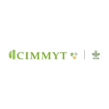 CIMMYT